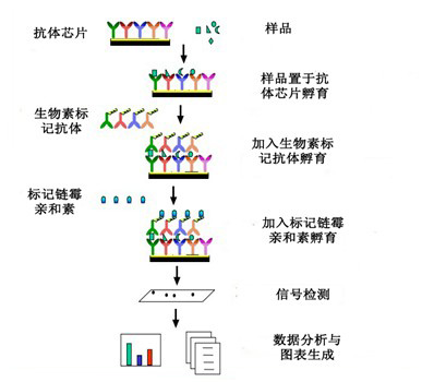 LabEx实验技术服务之抗体芯片介绍